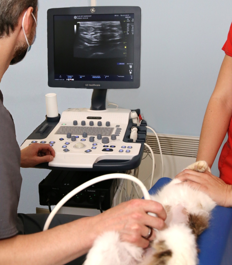 radiologie echographie vétérinaire