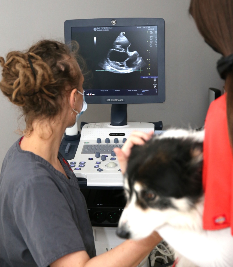 radiologie echographie vétérinaire