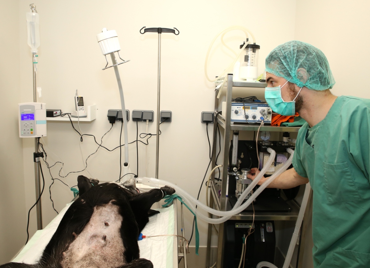 Chirurgie vétérinaire à Marmande